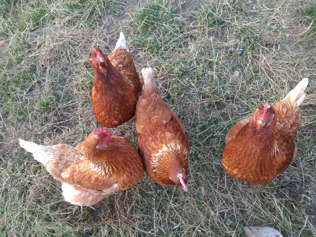 Ferienwohnung Leku Eder Areatza Exterior foto